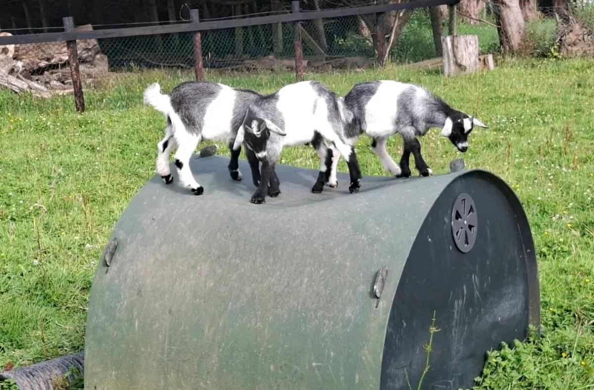 Pygmy Goat Kids - Image 4