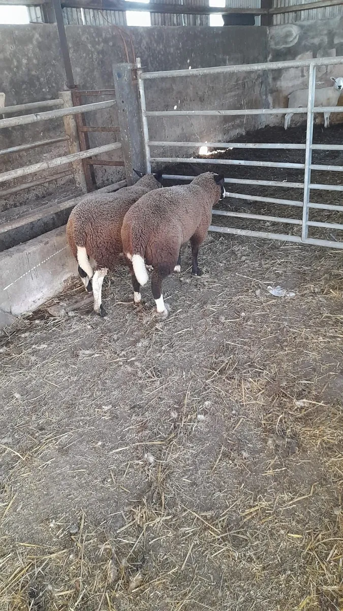 2 Strong PBNR Zwartble Ewe Lambs - Image 3