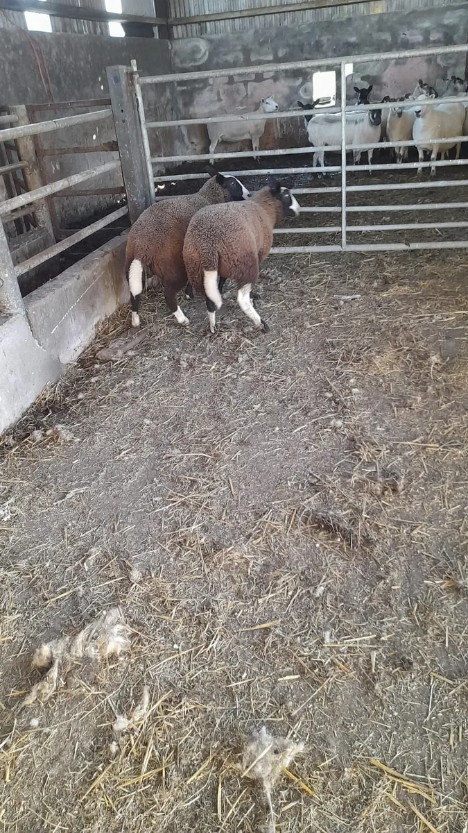 2 Strong PBNR Zwartble Ewe Lambs - Image 4