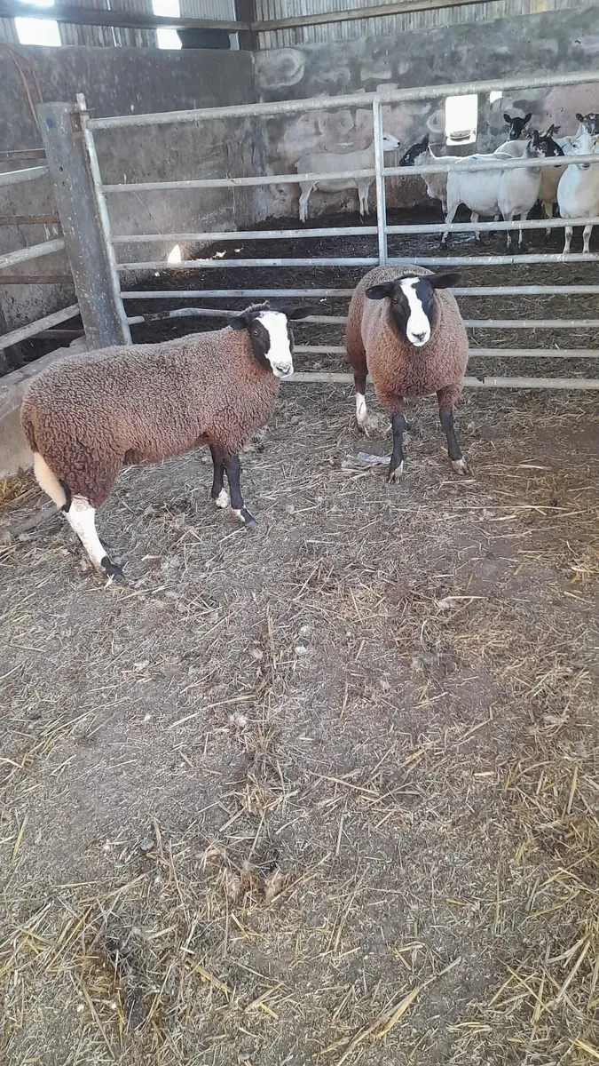 2 Strong PBNR Zwartble Ewe Lambs - Image 1