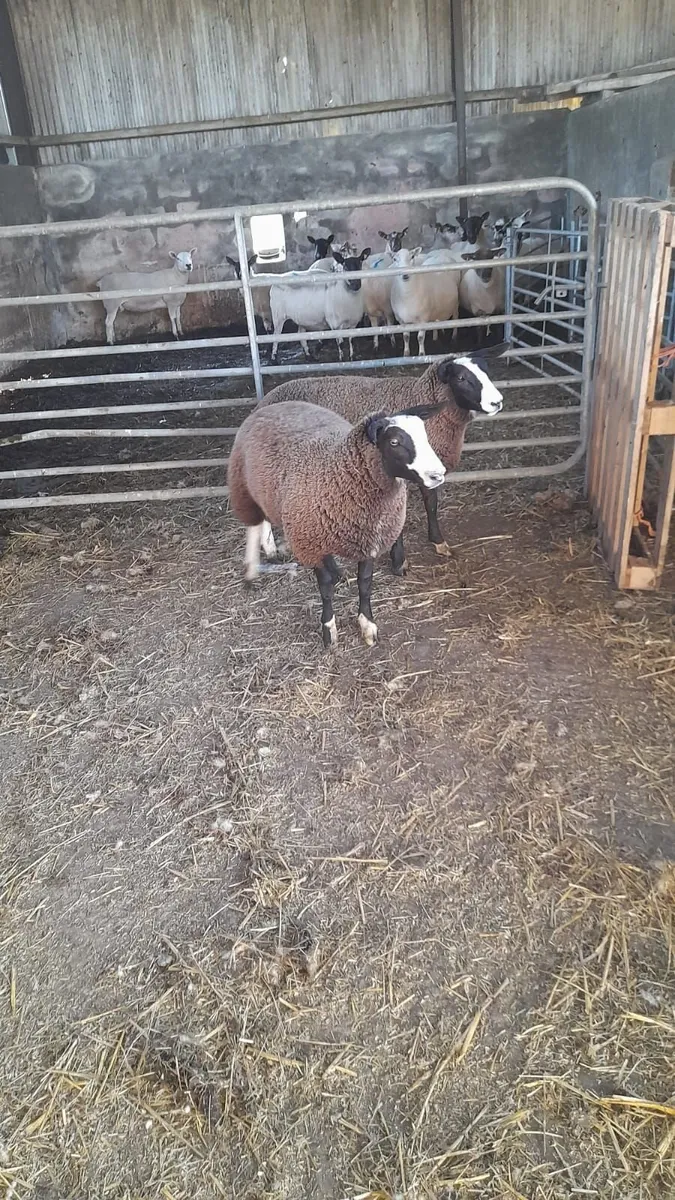 2 Strong PBNR Zwartble Ewe Lambs - Image 2