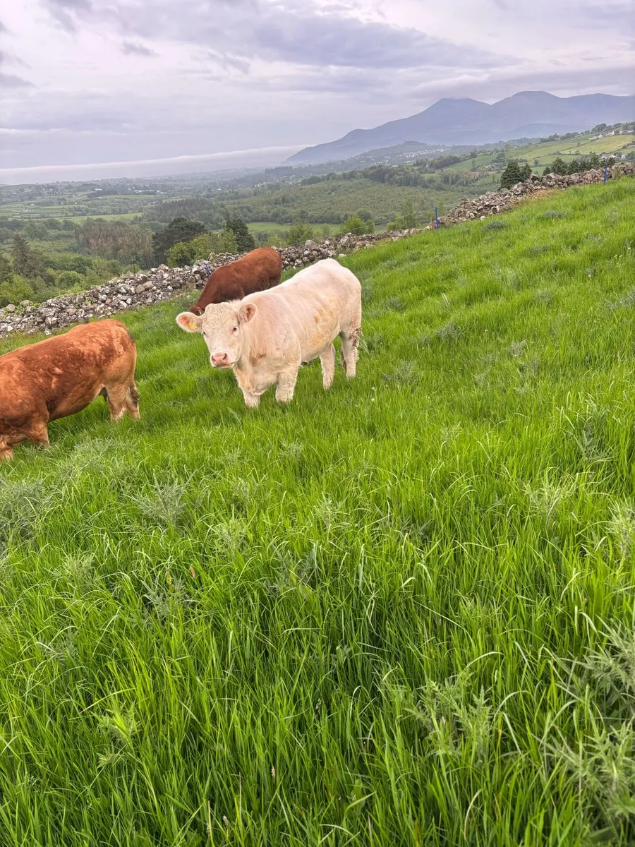 Purebred Charolais heifer - Image 2