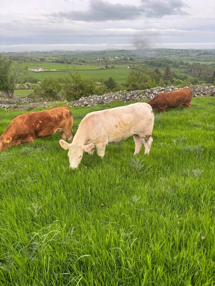 Purebred Charolais heifer - Image 3