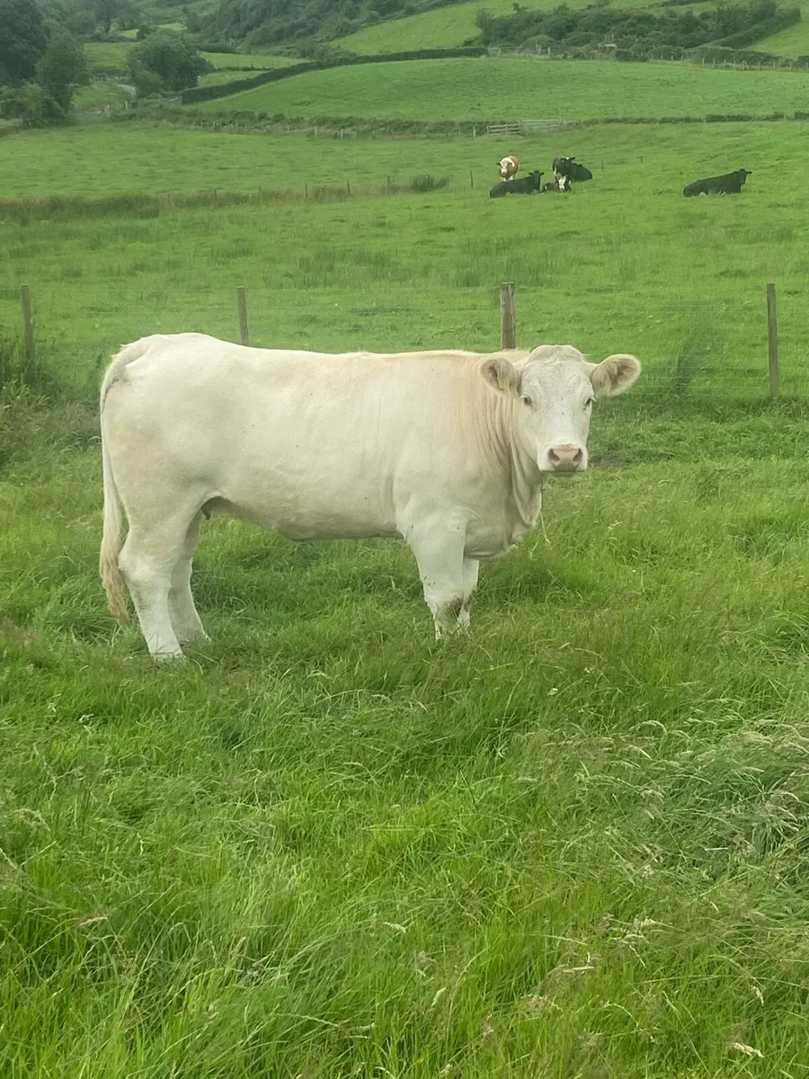 Purebred Charolais heifer - Image 1