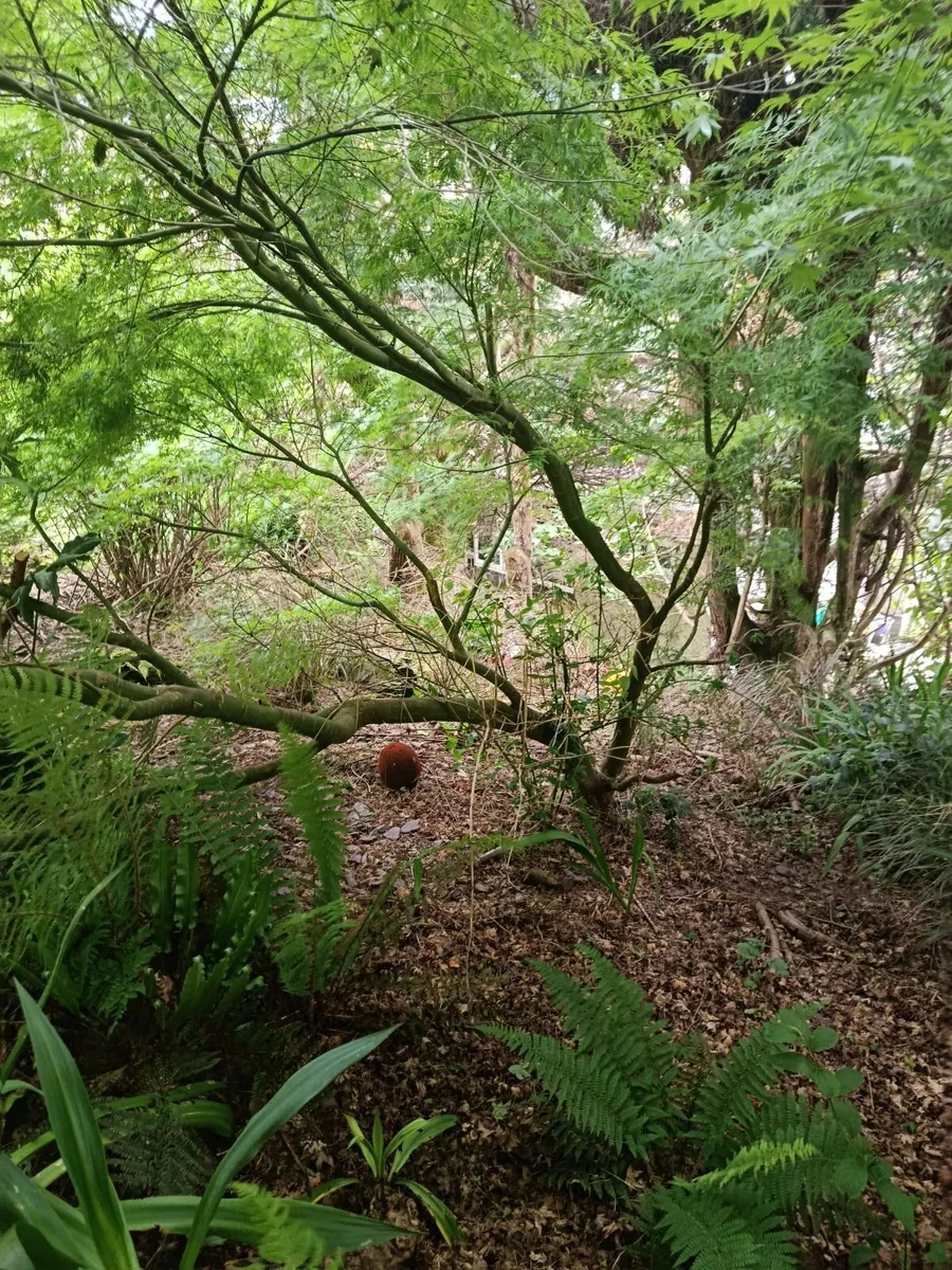 Japanese maple Acer trees - Image 2