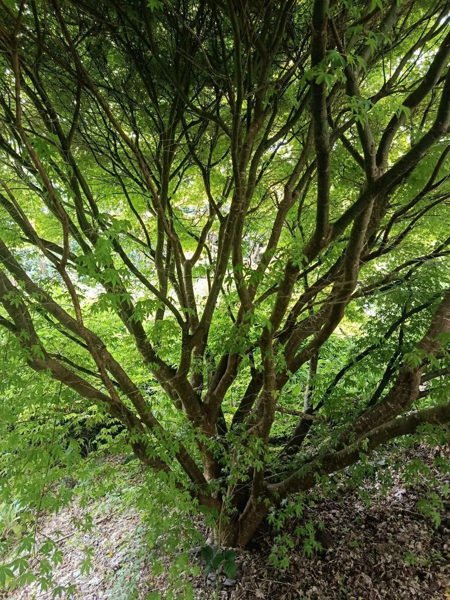 Japanese maple Acer trees - Image 1