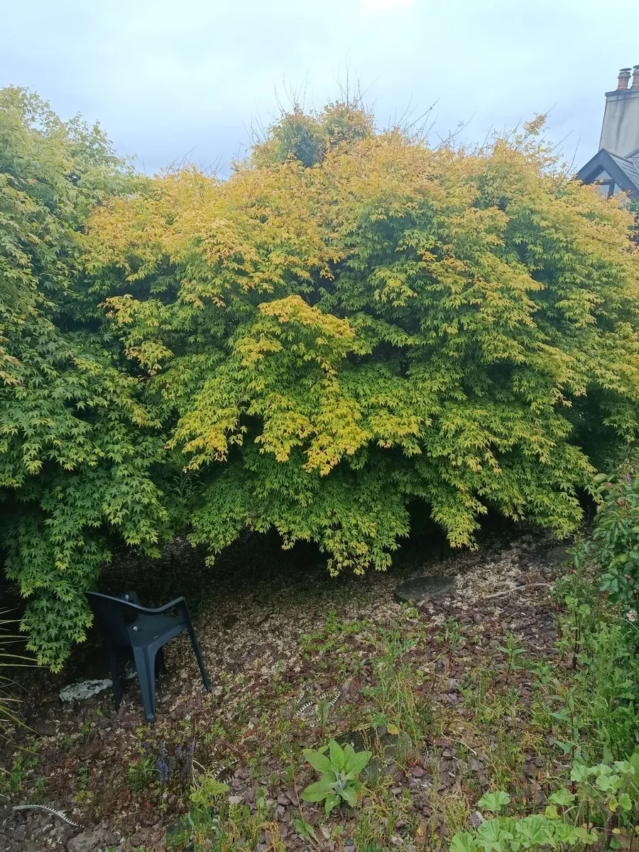 Japanese maple Acer trees - Image 3