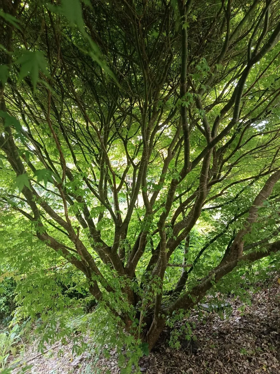Japanese maple Acer trees - Image 4