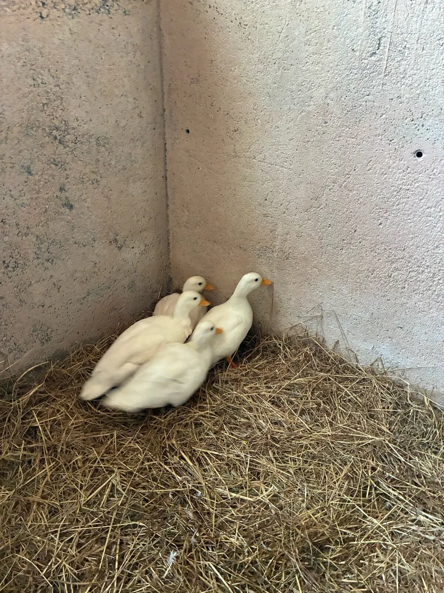 Call ducks - Image 2