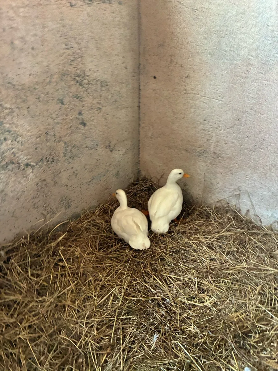 Call ducks - Image 1