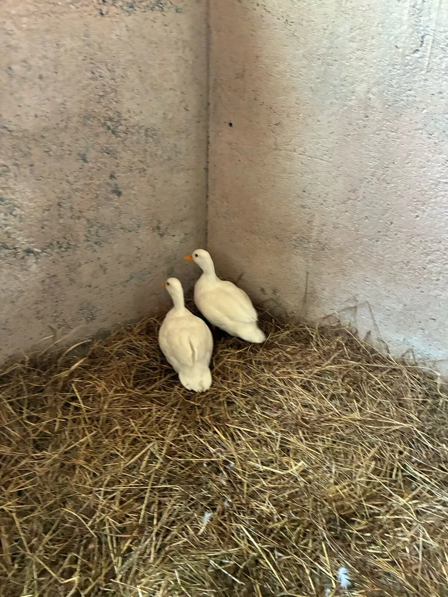 Call ducks - Image 3