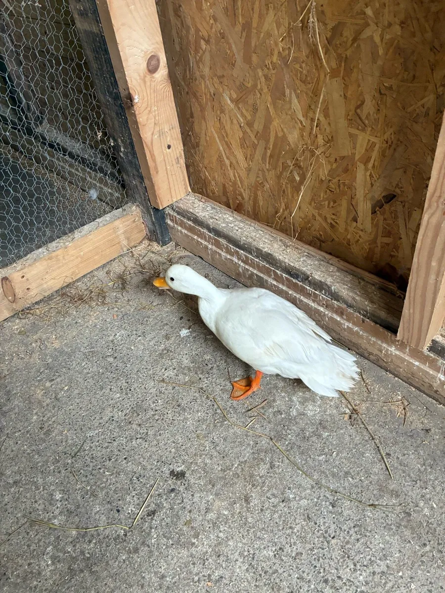 Call ducks - Image 4
