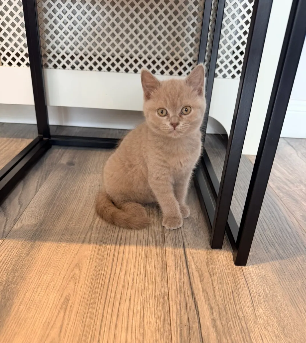 British shorthair kittens - Image 2