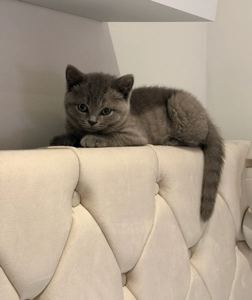 British shorthair kittens - Image 3