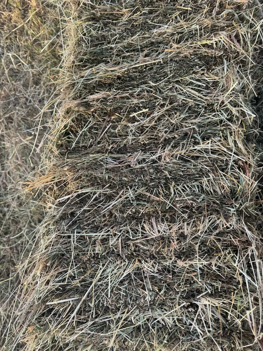 Organic certified Hay - Image 2