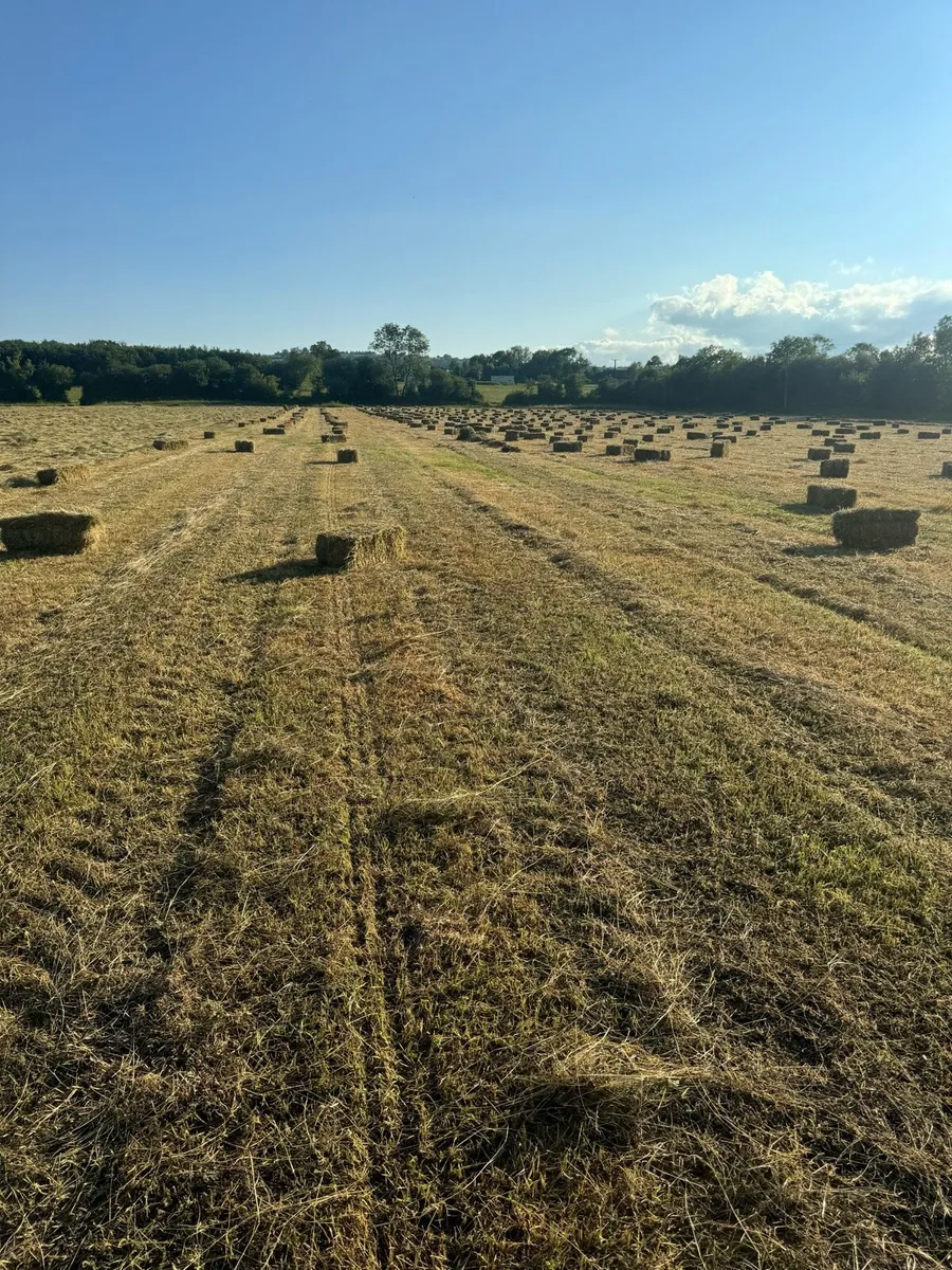 Organic certified Hay - Image 3