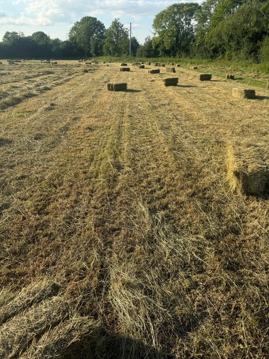 Organic certified Hay - Image 4