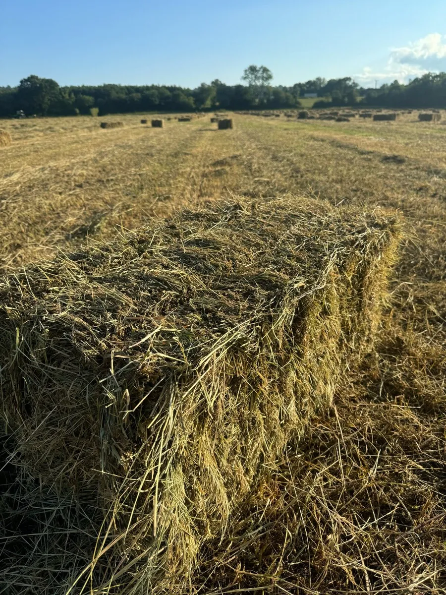 Organic certified Hay - Image 1