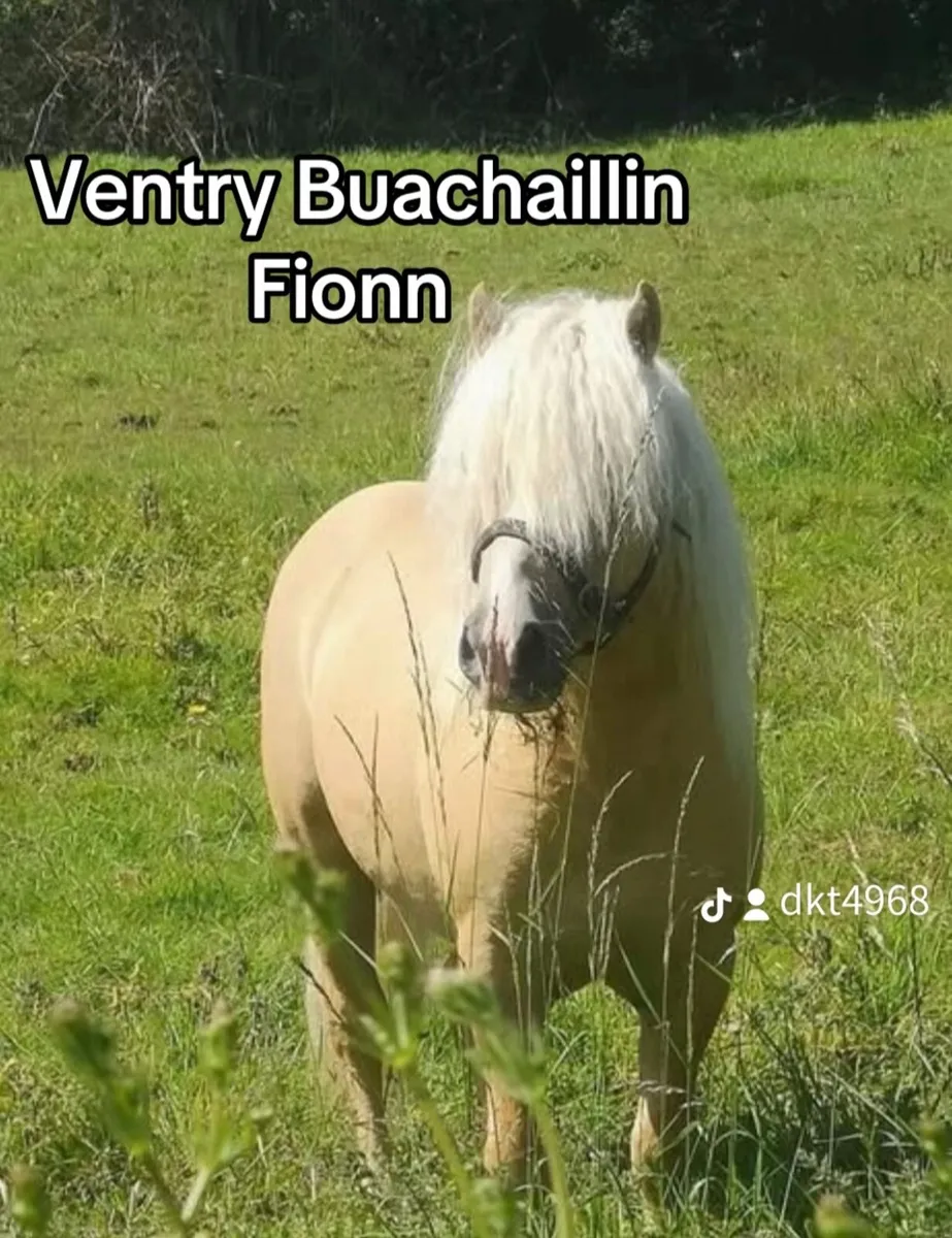 Kerry Bog Ponies - Image 1