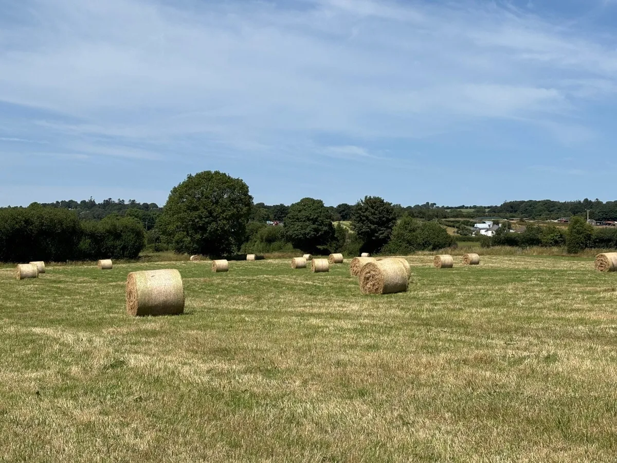 Certified Organic Hay - Image 2