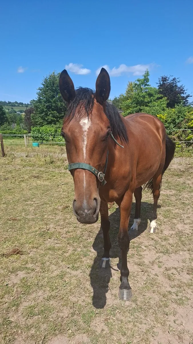 Horses - Image 1
