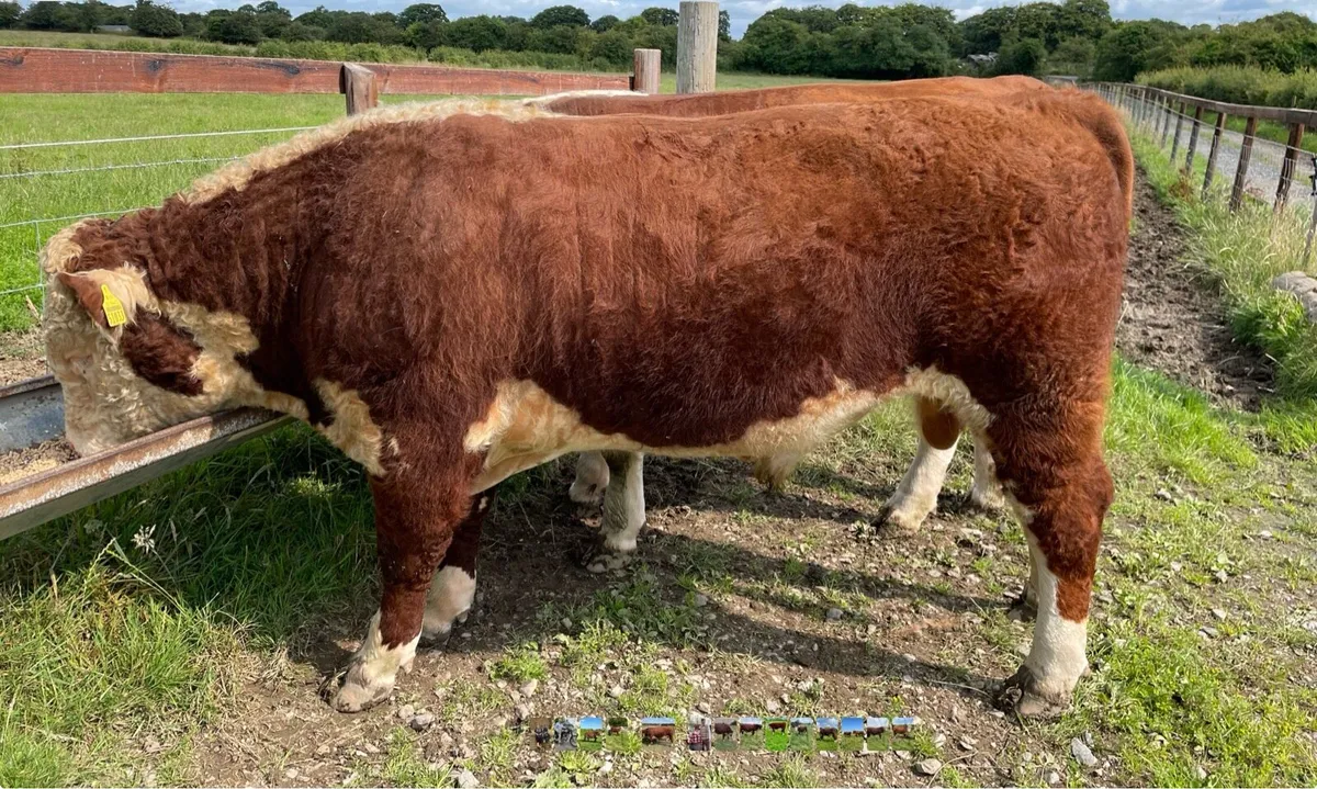 Beef cattle Hereford bulls