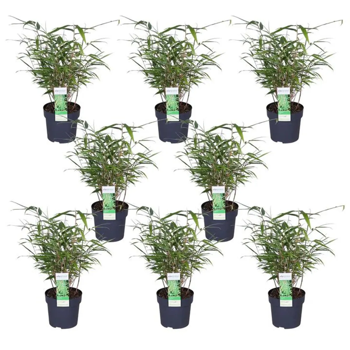 bamboo plants - Image 2