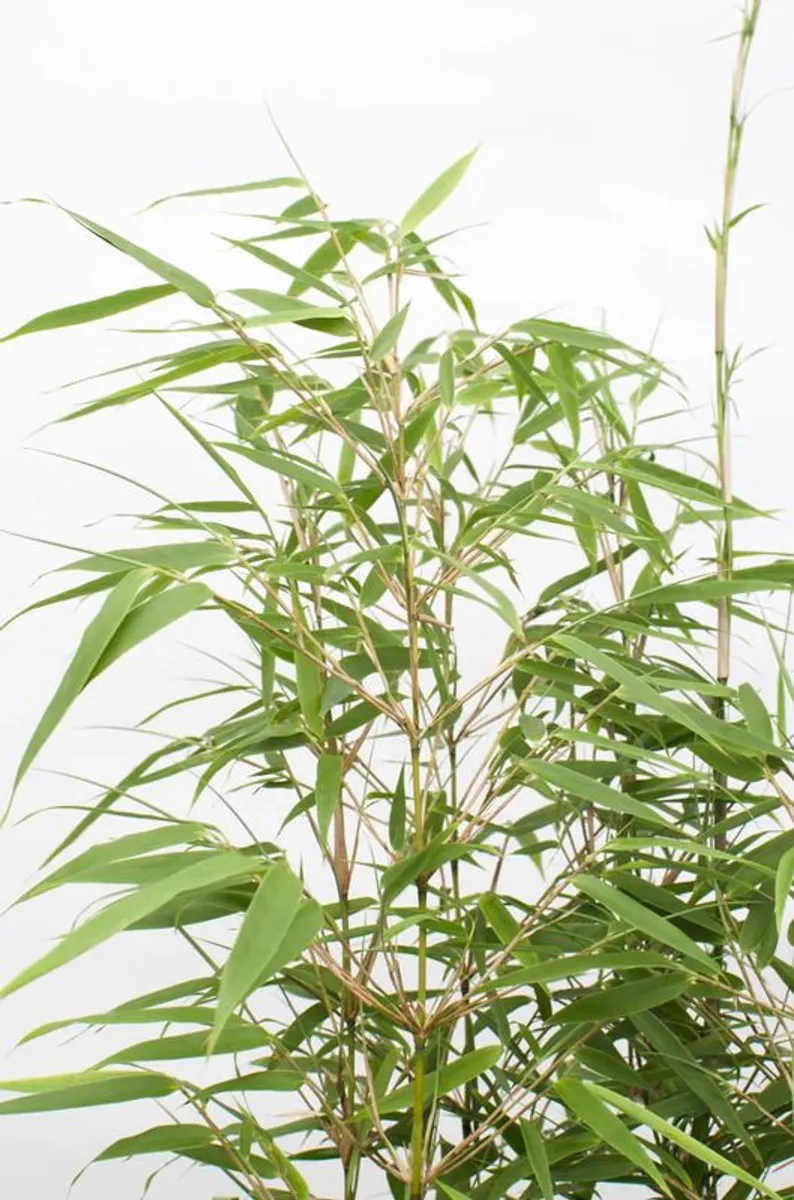 bamboo plants - Image 1
