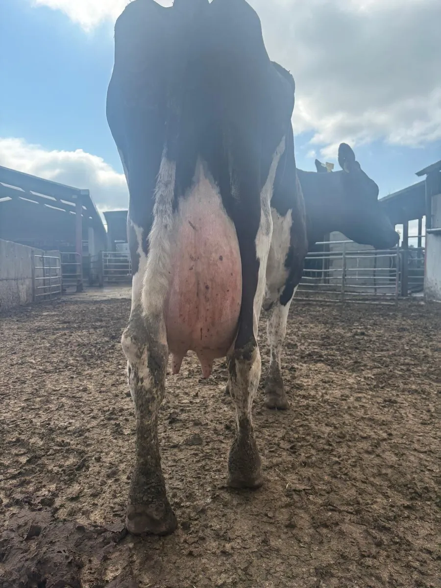 Cow for sale - Image 1