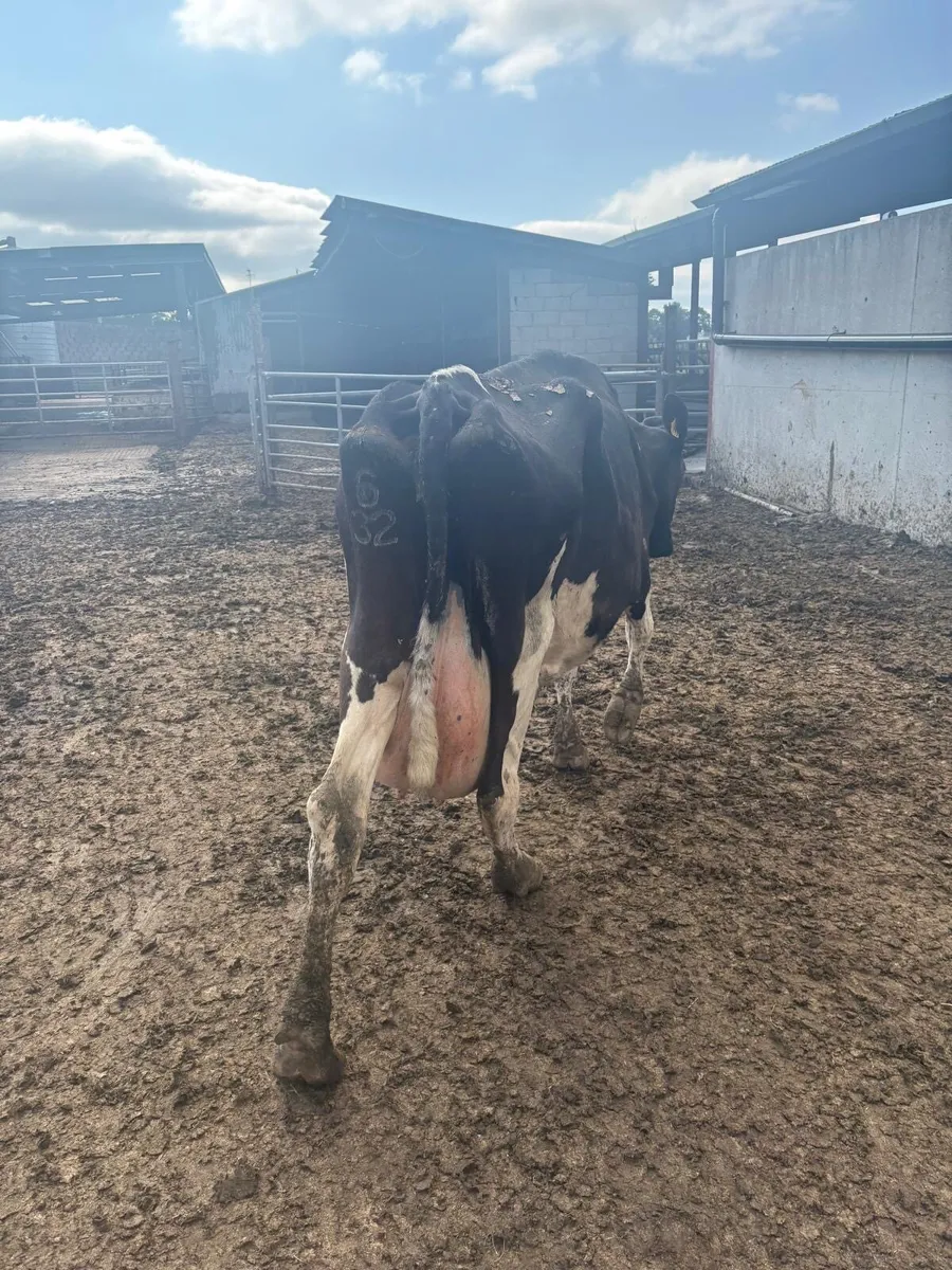 Cow for sale - Image 2