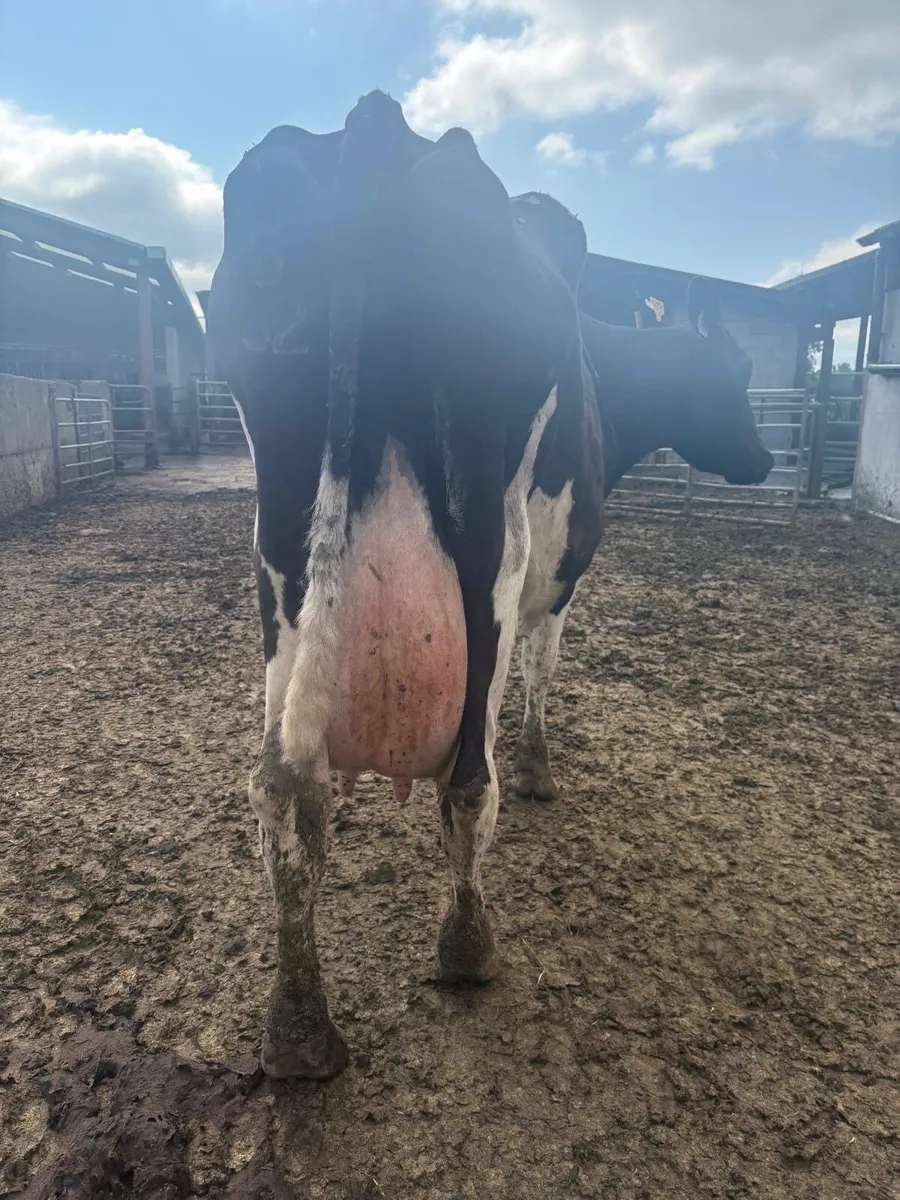 Cow for sale - Image 3