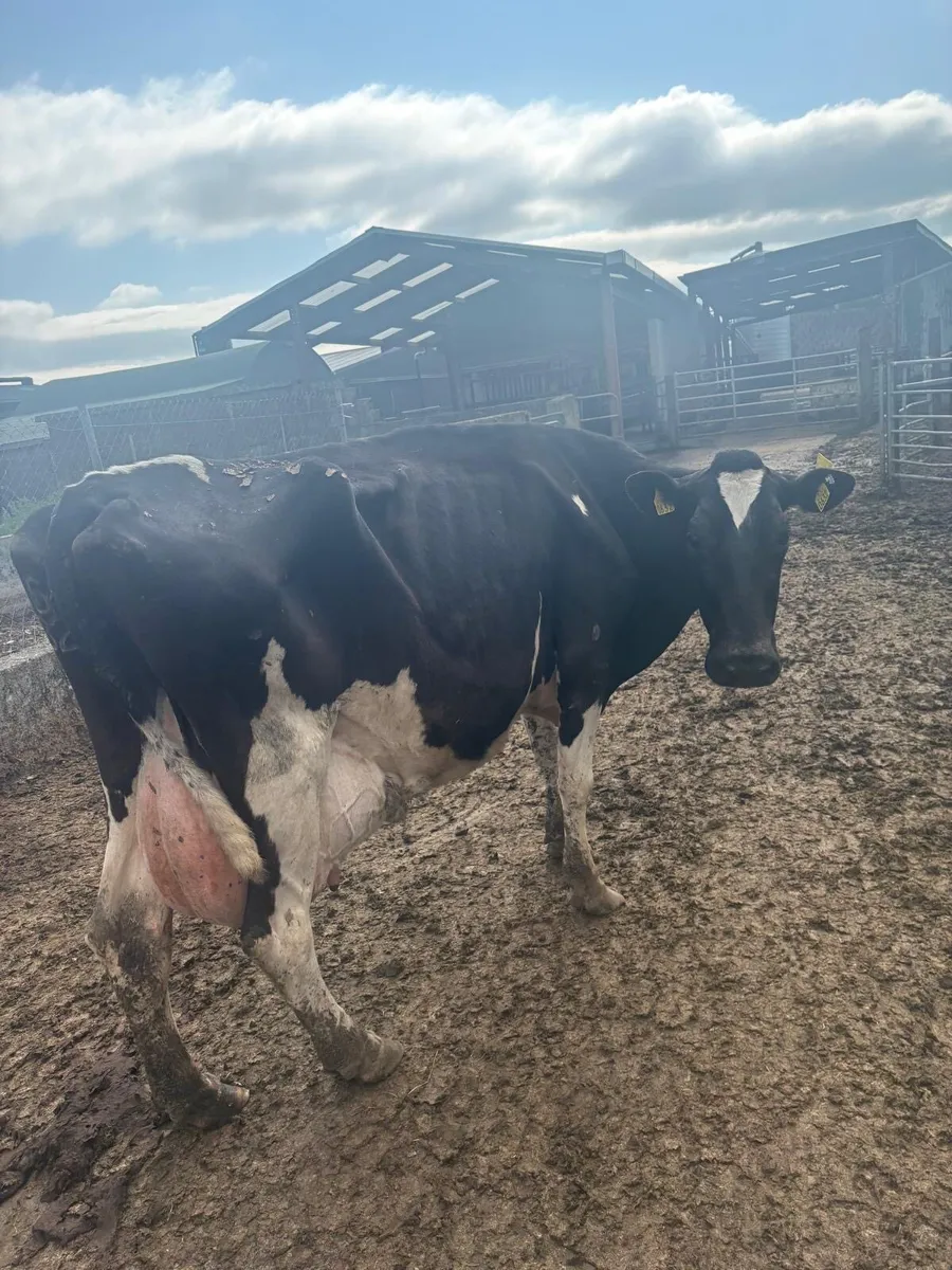 Cow for sale - Image 4