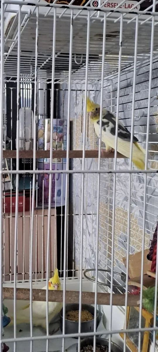 Handreared baby cockatiels - Image 2