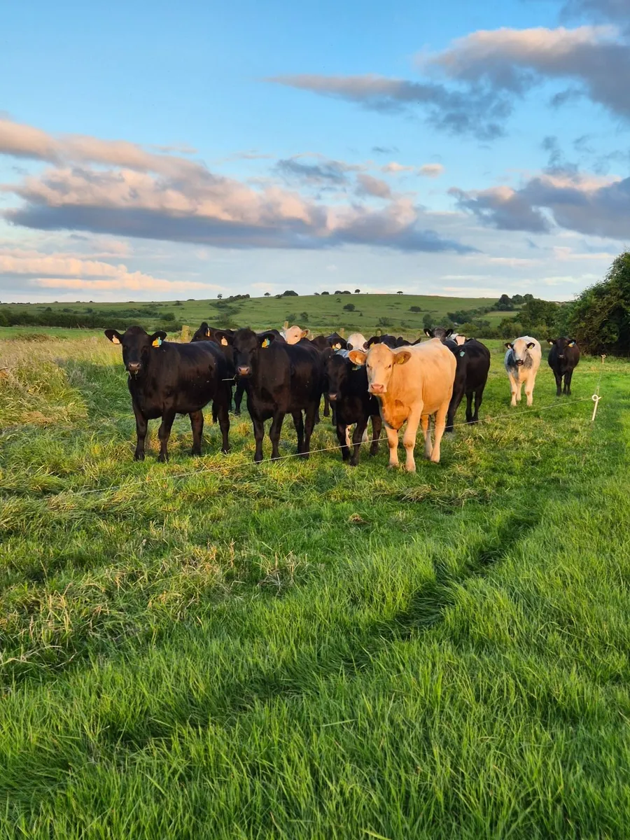 Beef heifers - Image 3