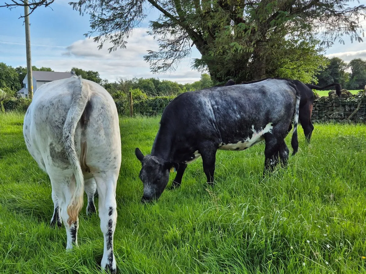 Beef heifers - Image 1