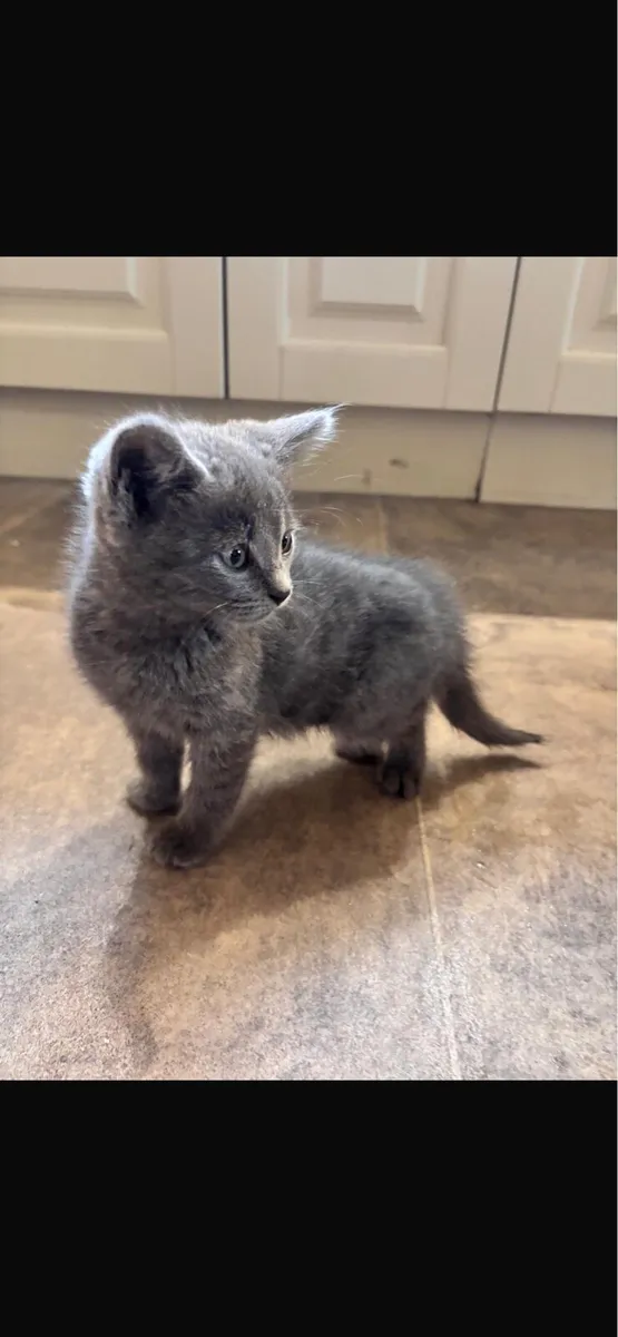 Kittens - Image 4