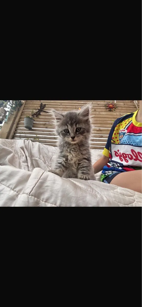 Kittens - Image 1