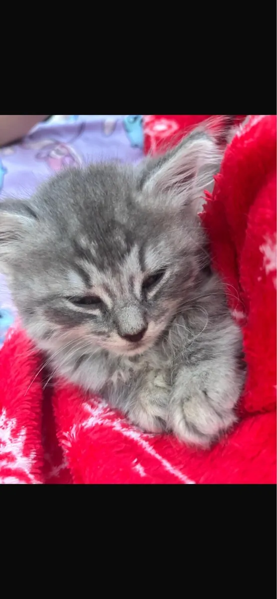 Kittens - Image 2