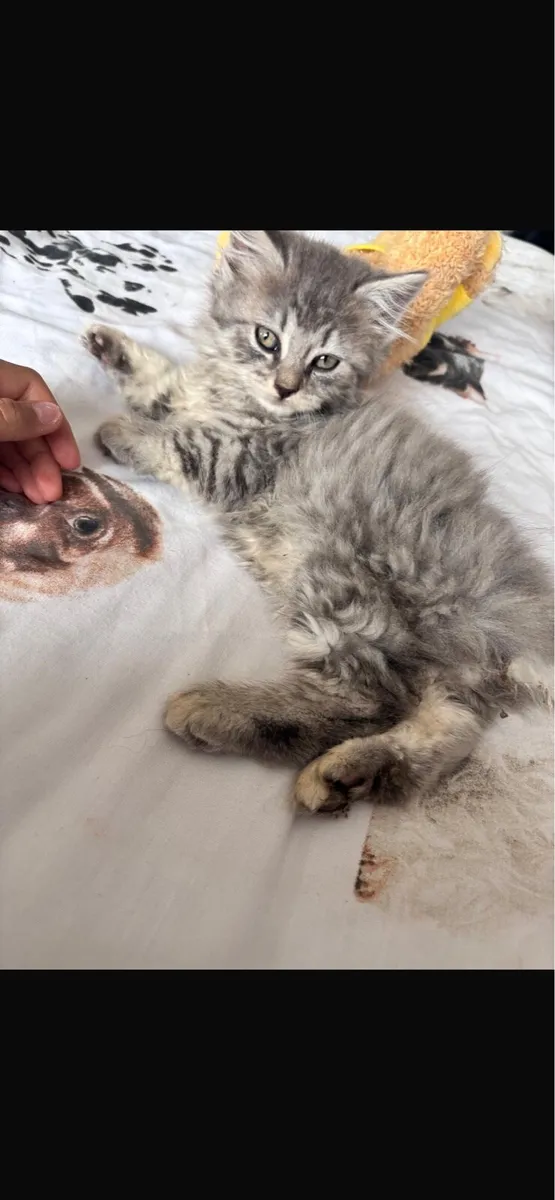 Kittens - Image 3