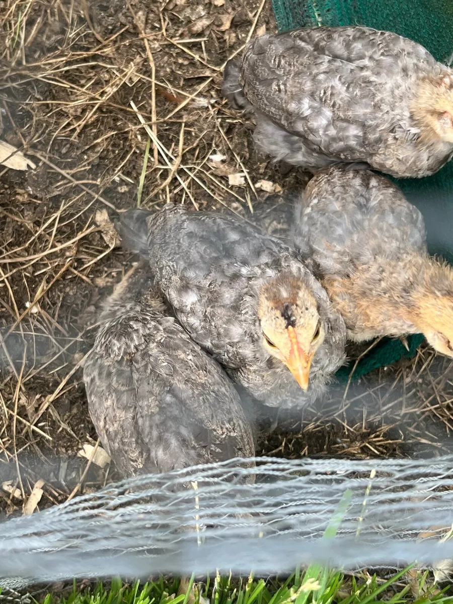 Buff Orpington hen and cream crested legbar chicks - Image 2
