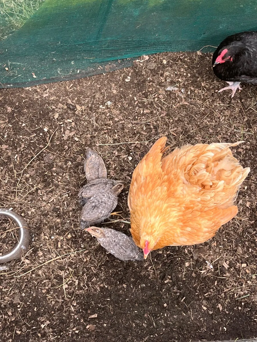 Buff Orpington hen and cream crested legbar chicks - Image 1