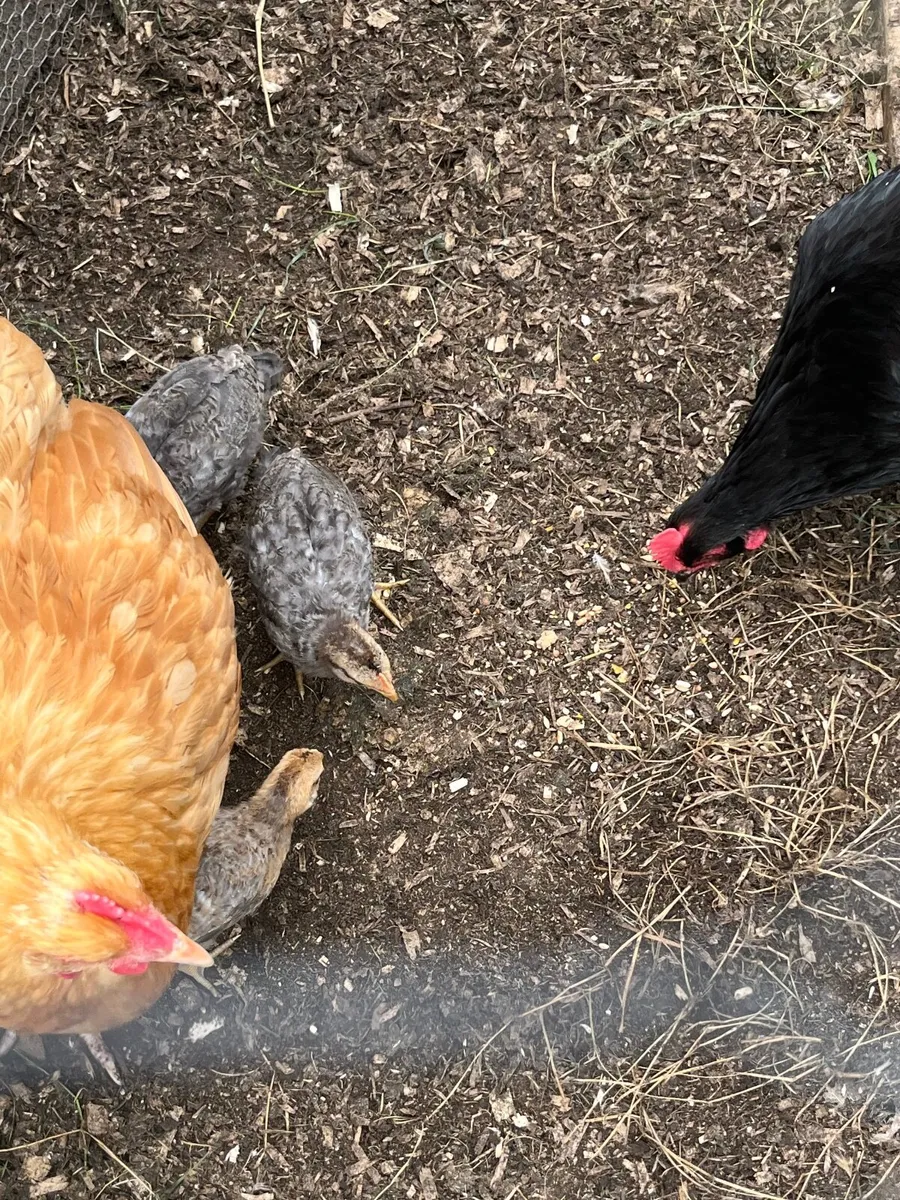 Buff Orpington hen and cream crested legbar chicks - Image 3