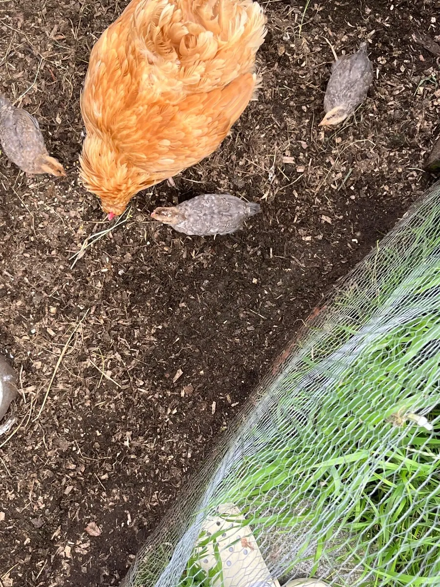 Buff Orpington hen and cream crested legbar chicks - Image 4