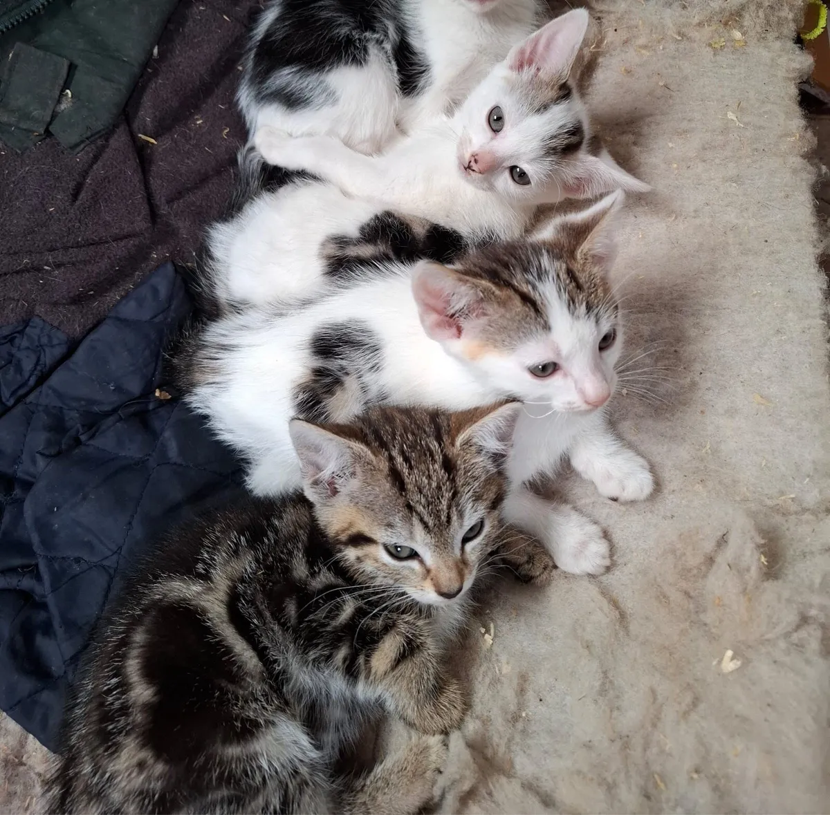 Kittens - Image 1