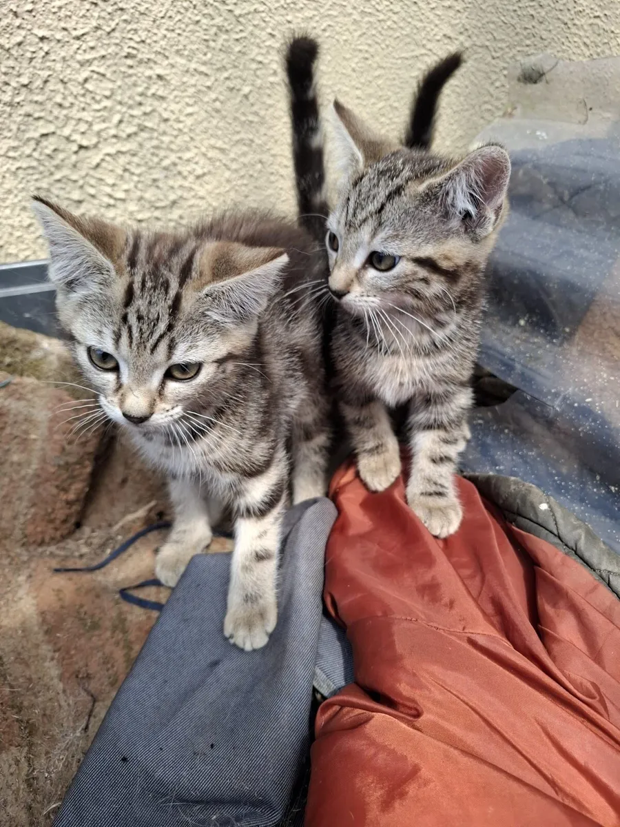 Kittens - Image 2