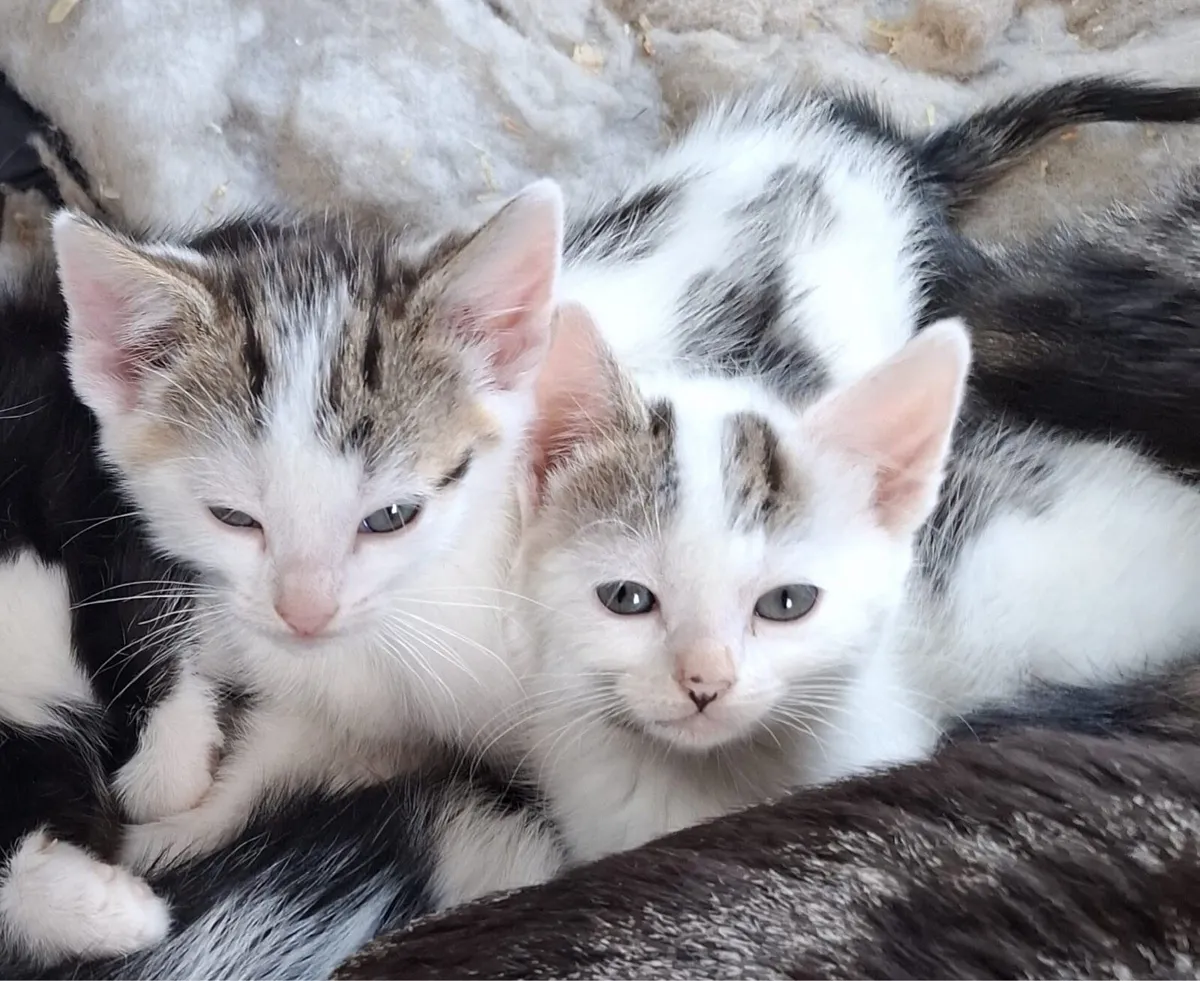 Kittens - Image 3
