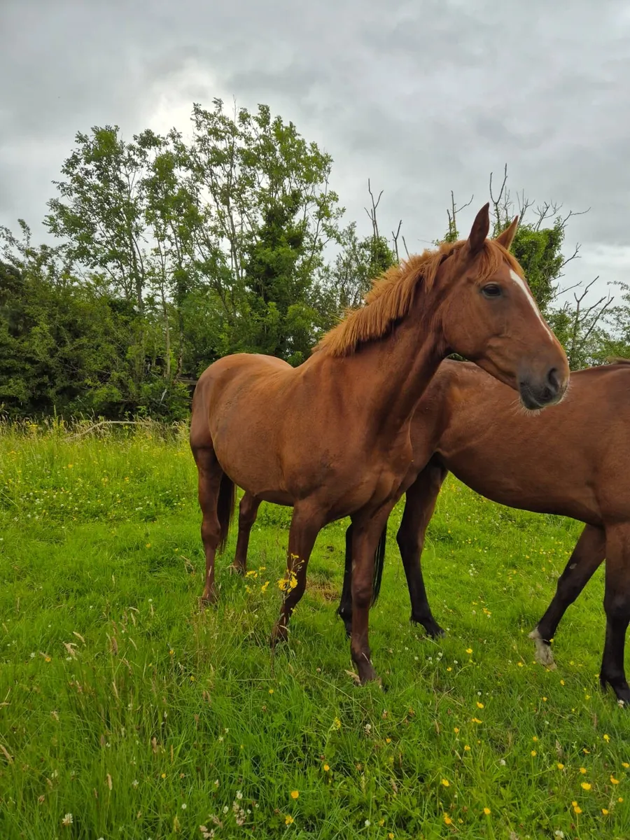 12 yr broodmare - Image 1