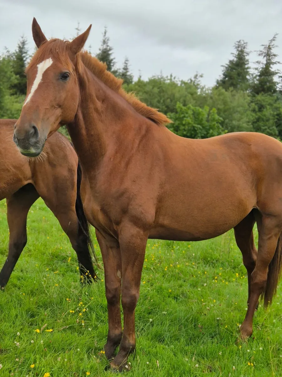 12 yr broodmare - Image 2