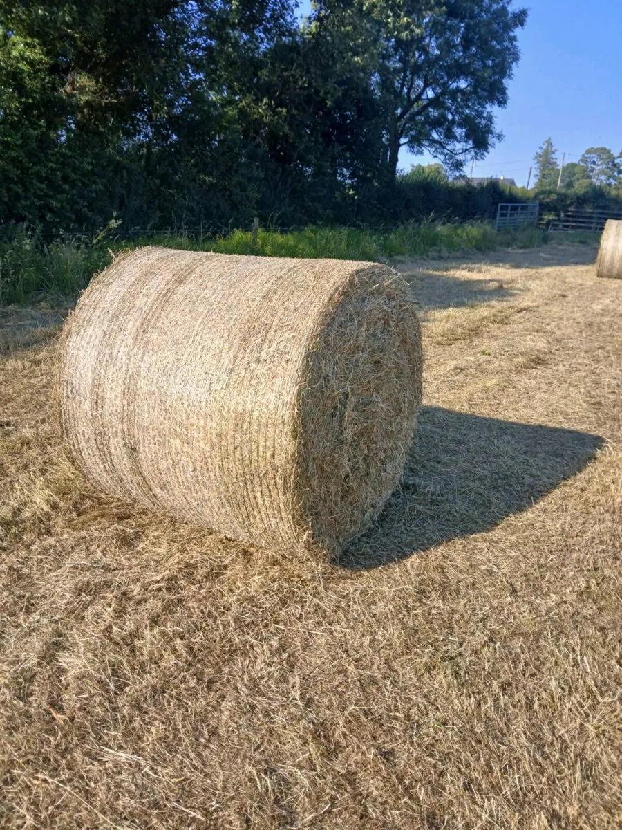 Hay - Image 1