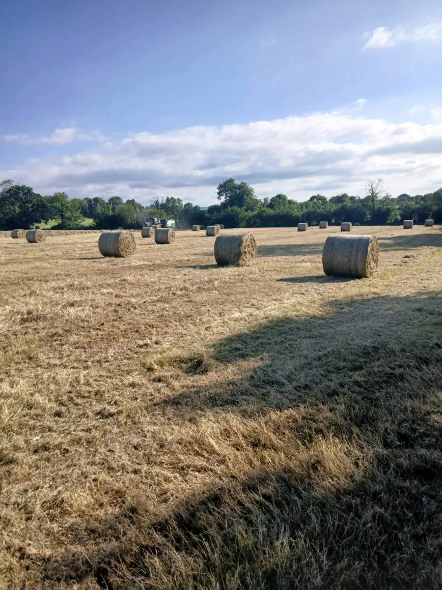 Hay - Image 4